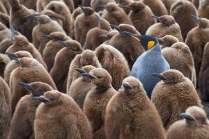 Group of penguins with 1 penguin standing out