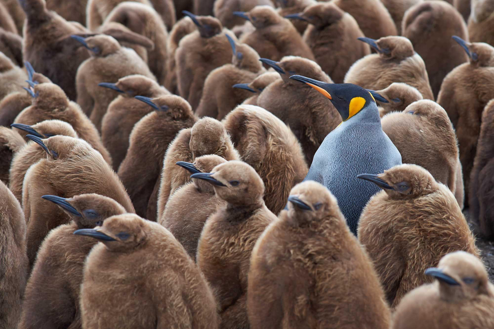 Group of penguins