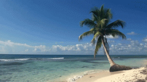 Beach and palm tree