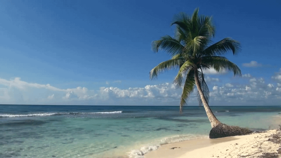Beach and a palm tree