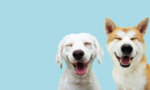 Happy dogs