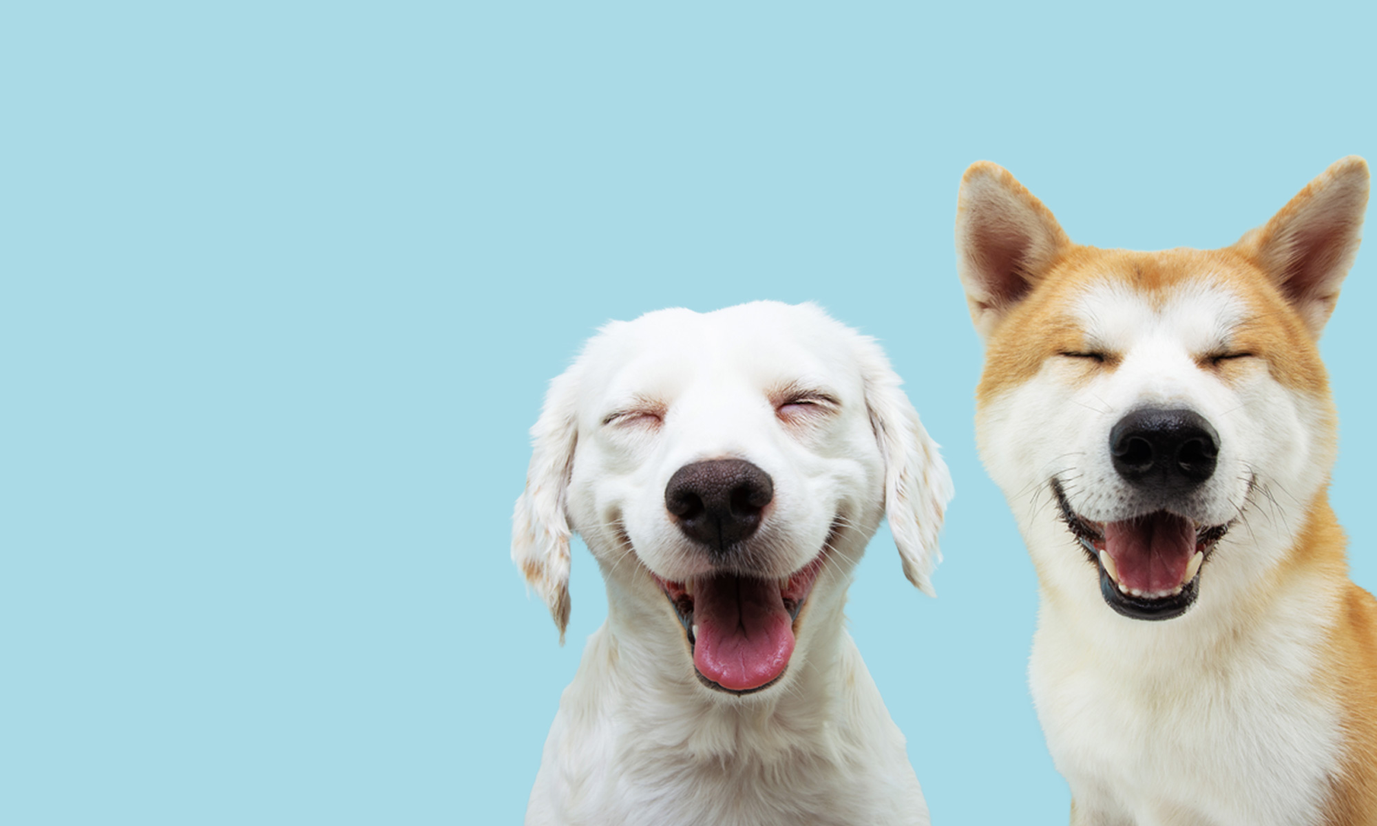 2 dogs smiling