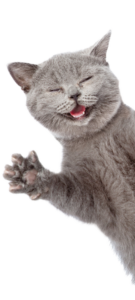 Cat smiling and waving